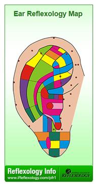 Ear Reflexology Map